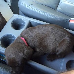 Meet your Posher, Tyler